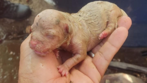 Cachorrinho filhote é resgatado pelos bombeiros após cair numa tubulação em Caicó