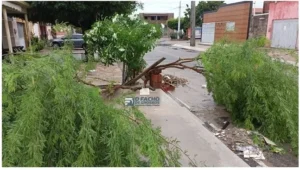 Árvore é partida ao meio por um raio no município de Grossos