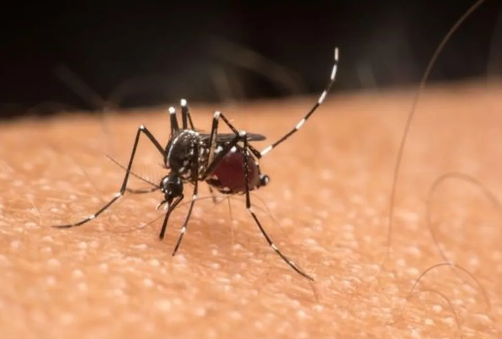 Brasil tem quase 400 mortes causadas pela dengue