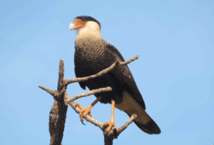 Blog do Lucas: O PT Bolsonarista de São Paulo do Potengi