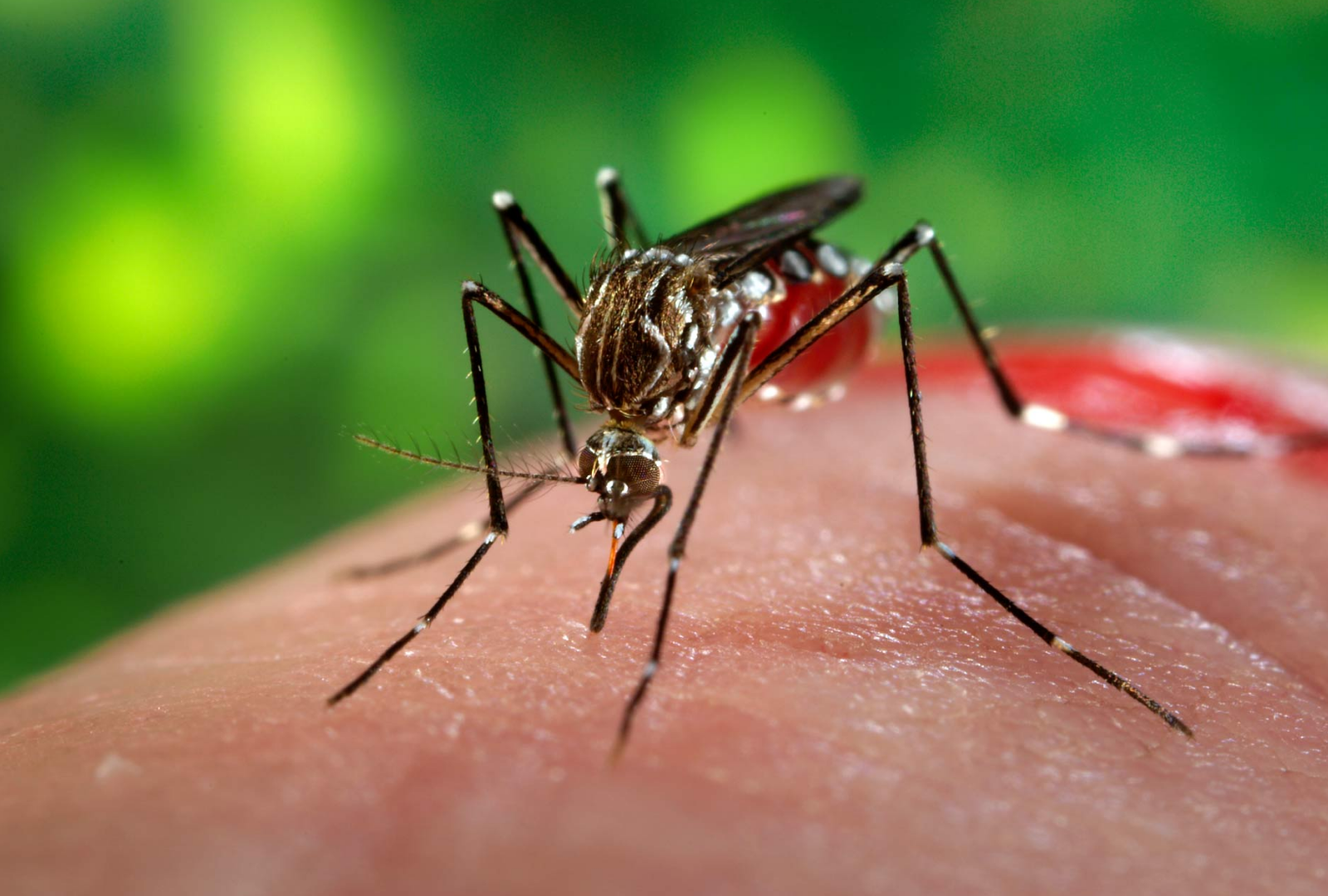 Quando a dengue pode matar? Entenda como identificar casos graves da doença
