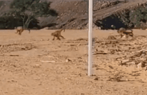 Parque eólico no interior do RN recebe visitantes inusitados