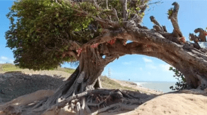 APAJ realiza recuperação da Árvore do Amor