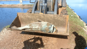 Peixe de 600 kg é encontrado no RN. Veja o vídeo!