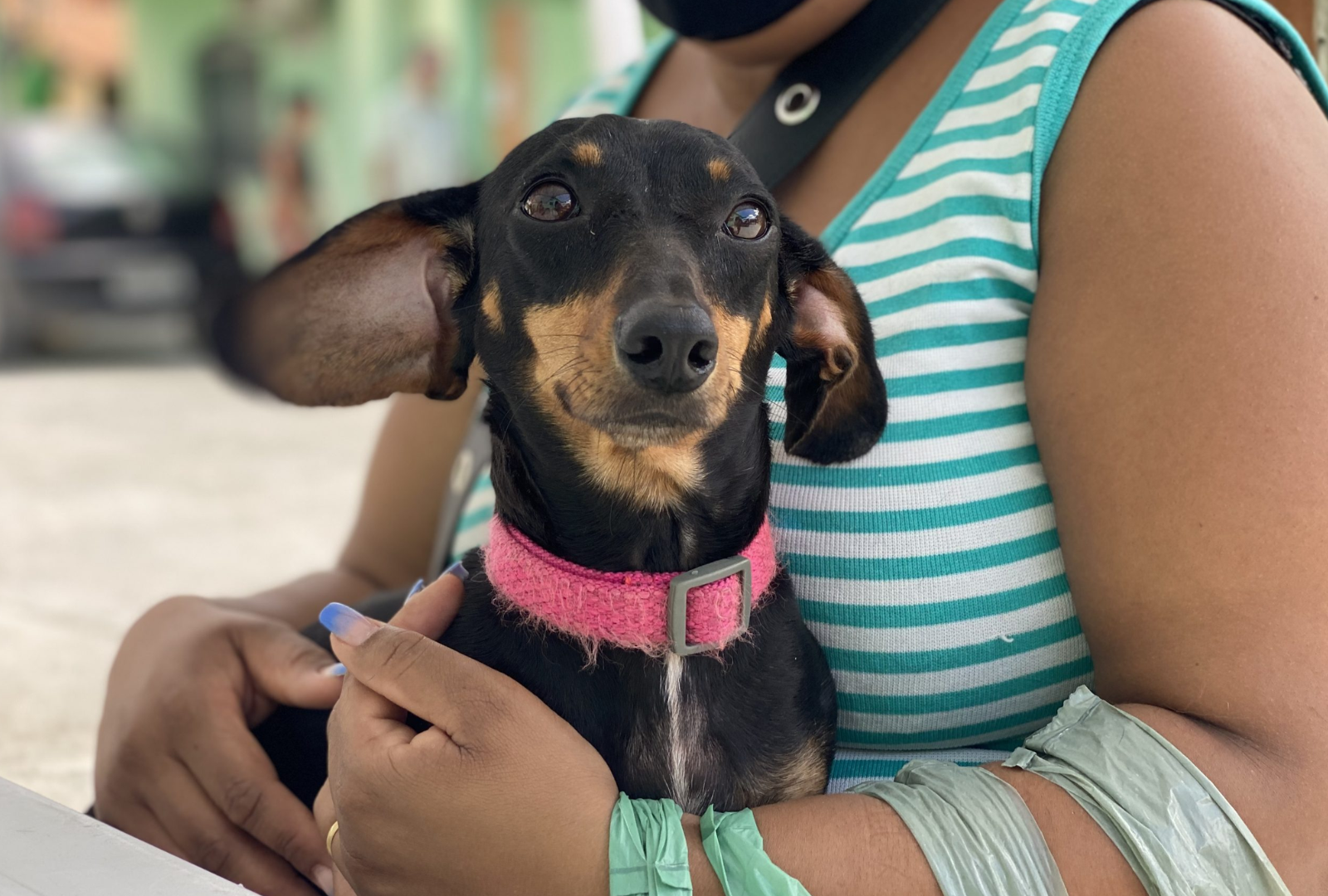 Parnamirim: castração gratuita de cães e gatos para tutores de baixa renda