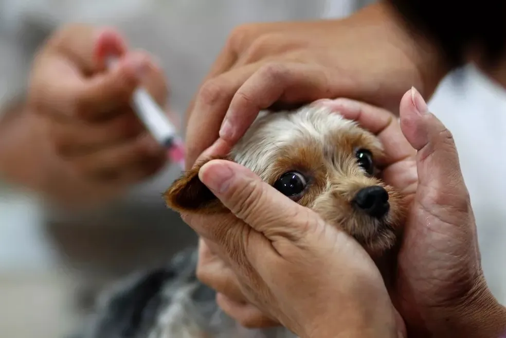 Parnamirim realiza campanha de vacinação antirrábica para pets