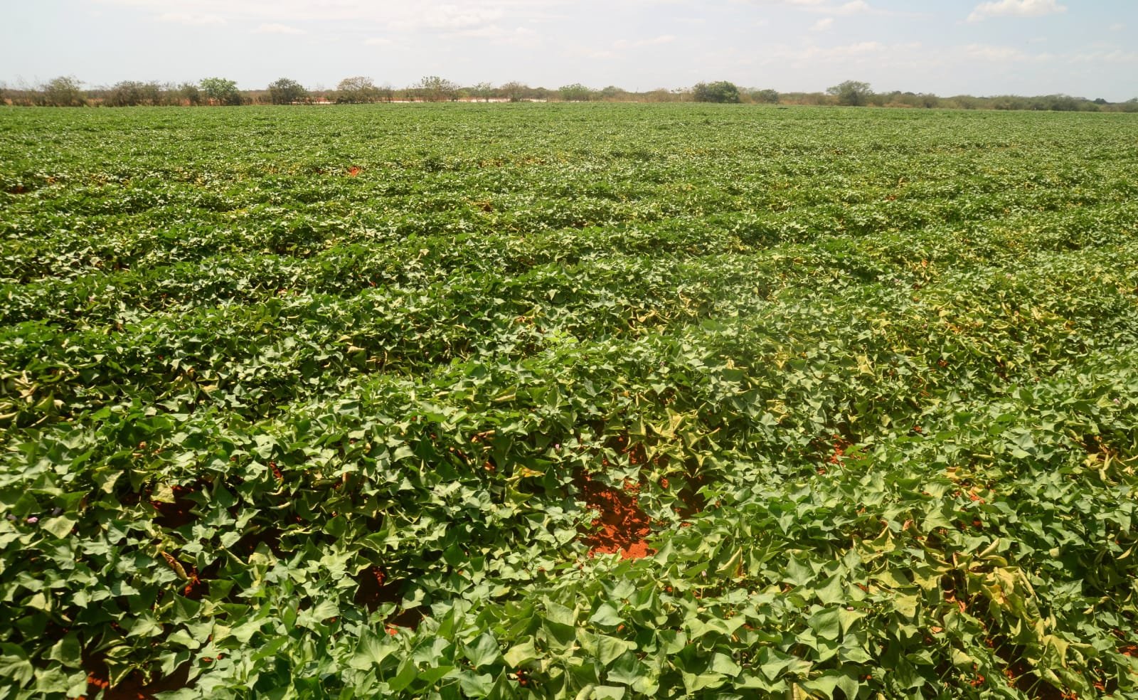 Chuvas intensas causam perdas de mais de 50% na produção agrícola de Mossoró, aponta levantamento