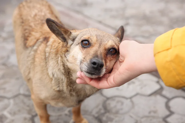 Prefeito de Natal sanciona lei que proíbe contratação de pessoas condenadas por maus-tratos a animais