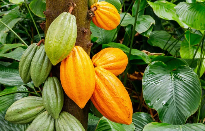 Feira de fruticultura promete impulsionar negócios em R$ 20 milhões no Vale do Açu