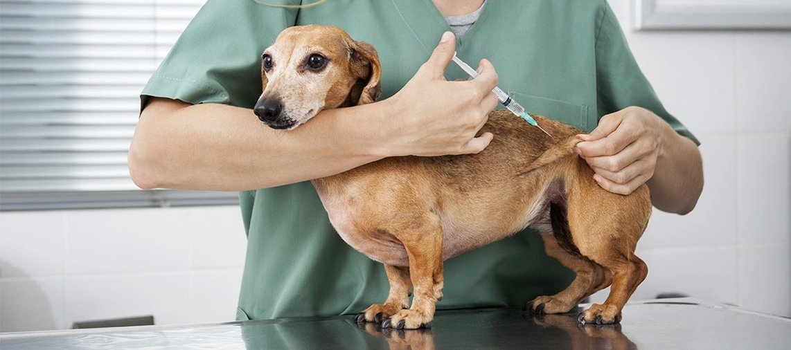 Centro médico veterinário da UnP oferece vacinação e vermifugação gratuita para cães e gatos