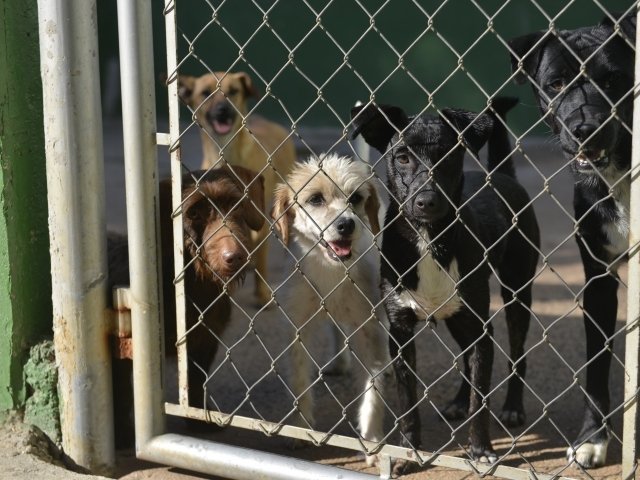 Município Porto do Mangue deve recolher cães abandonados de abrigo irregular