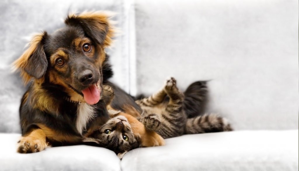Parnamirim realiza censo canino e felino da cidade