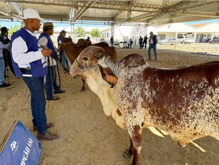 Expo Seridó reúne animais de genética superior e realiza leilão Seridó Terra do Leite com transmissão ao vivo