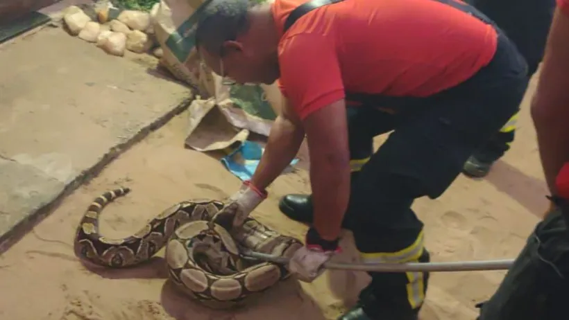 Bombeiros resgatam jiboia encontrada em quintal de residência na Zona Norte de Natal