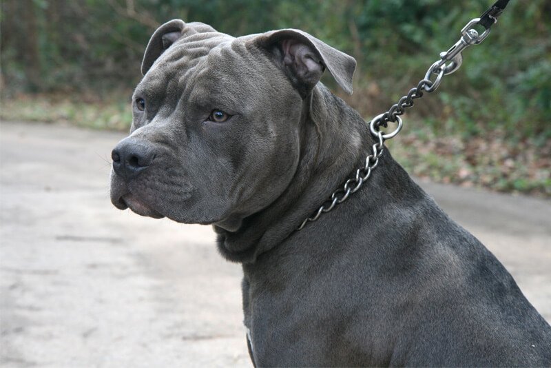 Criança de 1 ano é ferida por pitbull da própria família em Mossoró