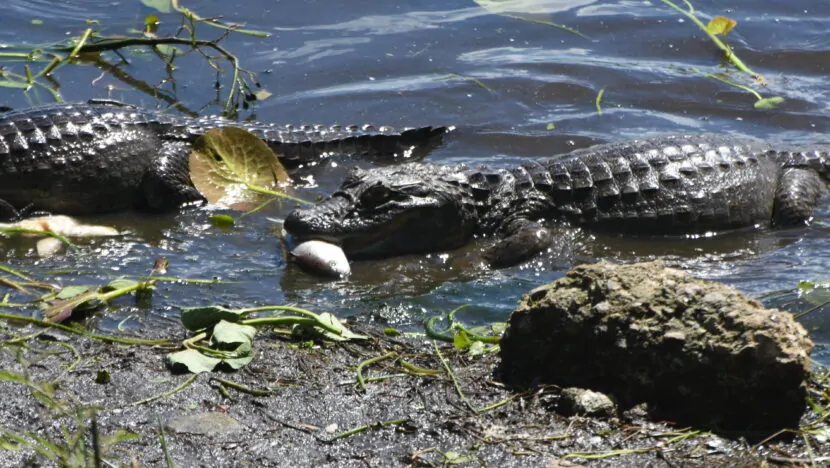 Jacarés serão transferidos de lagoa em Maracajaú para outras áreas do RN
