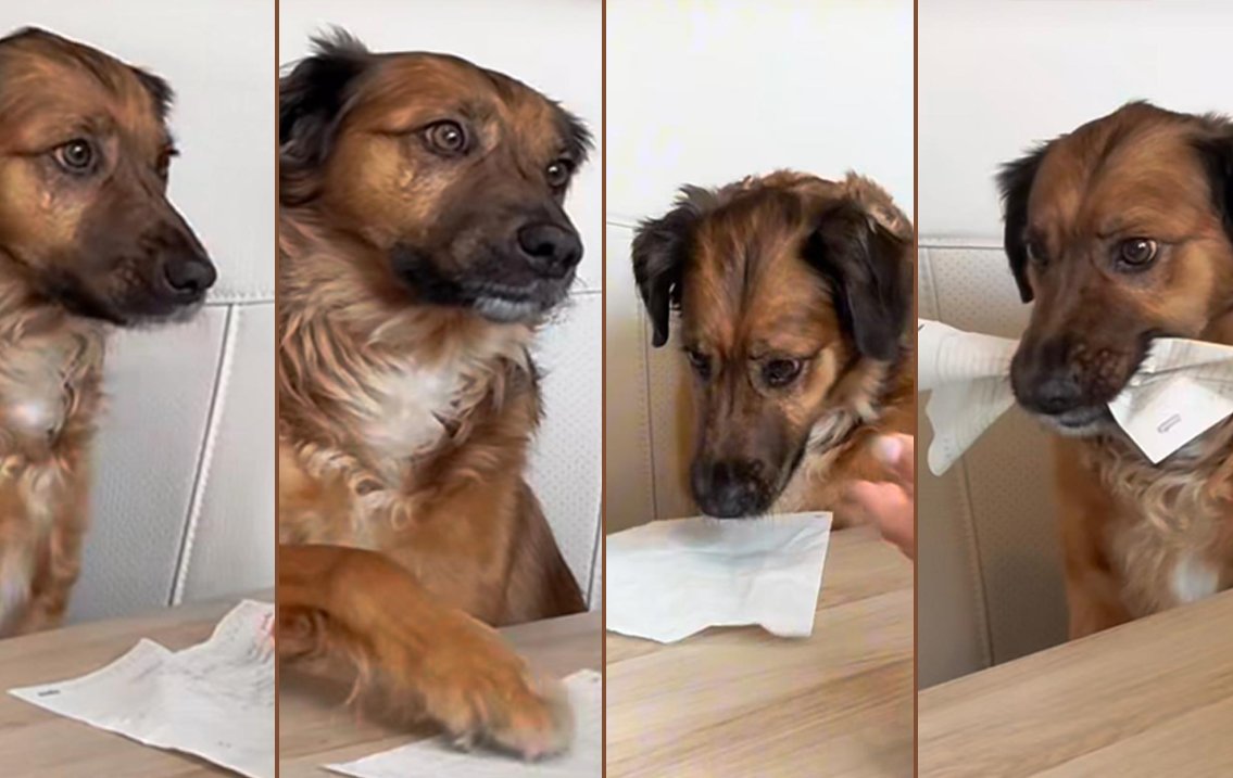 Escreveu. Não leu e o cachorro comeu!