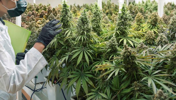 Associação potiguar obtém autorização histórica para produção de cannabis medicinal