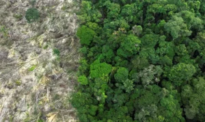 Em 40 anos, Amazônia perdeu área de vegetação do tamanho da França