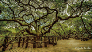 Cajueiro de Pirangi é finalmente reconhecido como patrimônio natural do Rio Grande do Norte