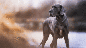 Projeto de lei propõe regras para circulação de cães de grande porte em Natal e está prestes a ir a plenário