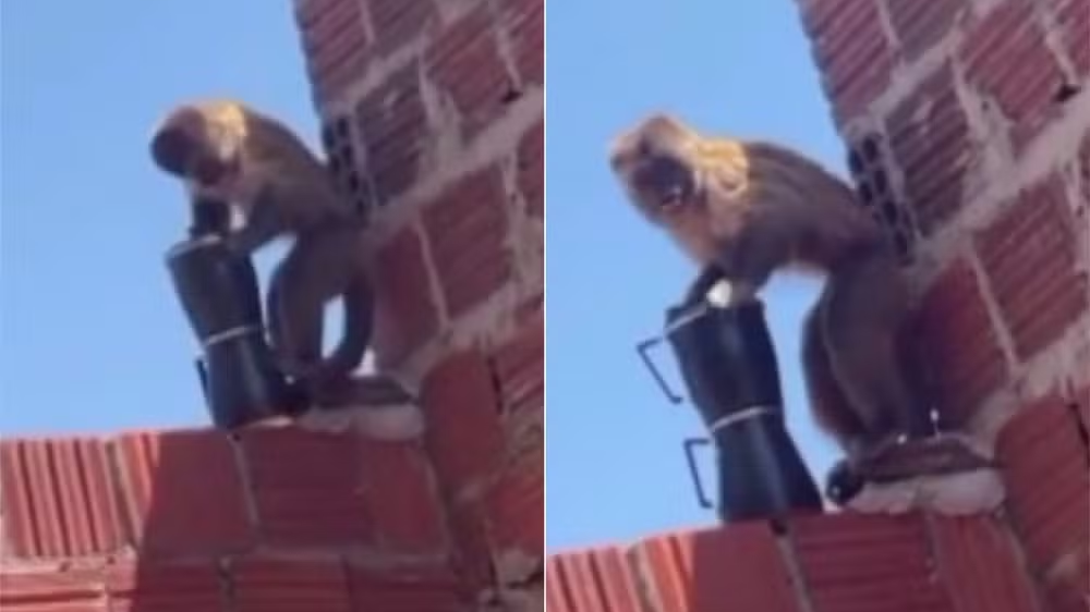 Macaco-prego “ladrão de cafeteira”, desta vez armado, causa mais uma confusão