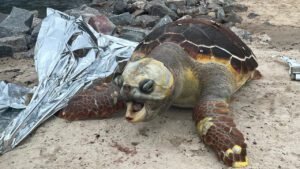 Banhistas encontram tartaruga morta próximo ao mercado da Redinha
