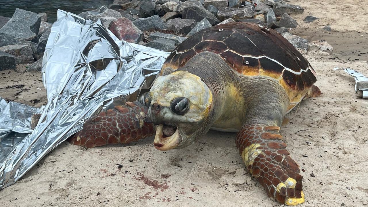 Banhistas encontram tartaruga morta próximo ao mercado da Redinha