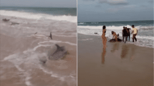 Encalhe de golfinhos surpreende banhistas na praia de Redinha Nova