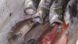 Após novos casos de intoxicação alimentar, Sesap reforça alerta sobre ciguatera no litoral potiguar