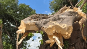 Símbolo histórico e cultural, Baobá de Jundiaí tomba após cerca de 200 anos