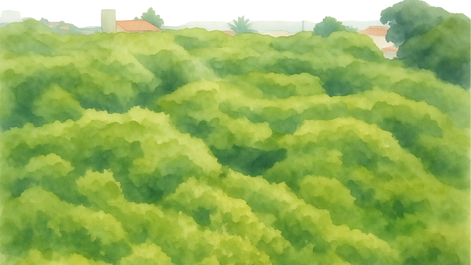 Cajueiro gigante, PIX maior ainda: turista se confundiu na hora do pagamento e adicionou três zeros a mais