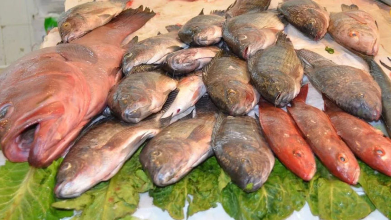 A Ciguatera e a Fragilidade dos Nossos Laços Oceânicos